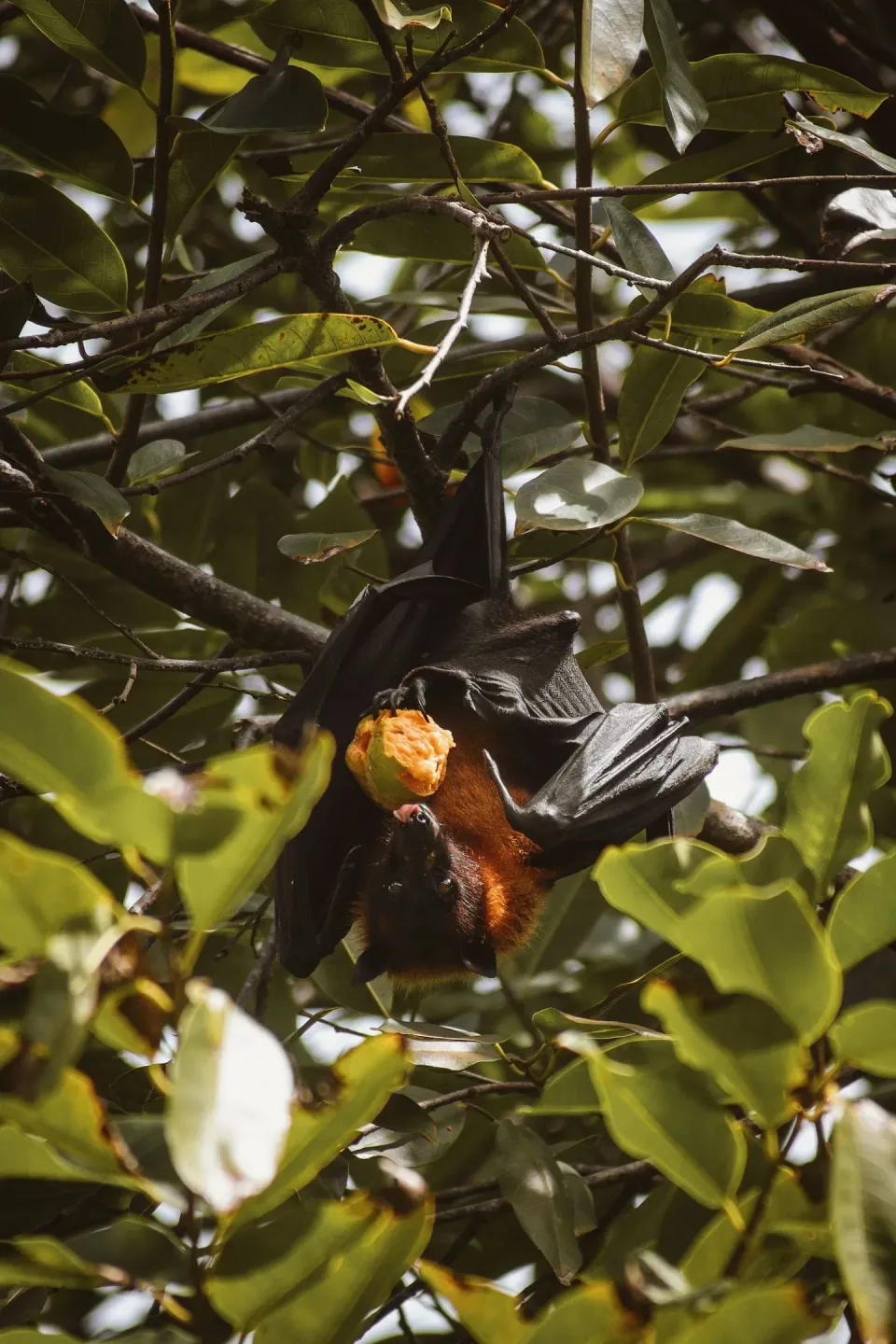 Flying Fox — Wildlife Flying Fox — Wildlife